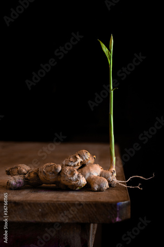 Sprouting Ginger Isolated with Black Background