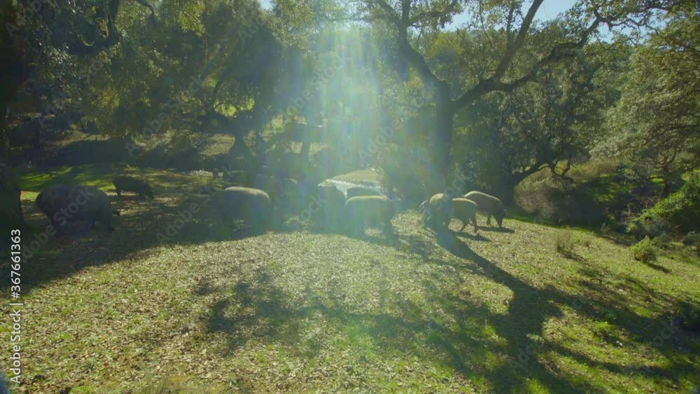 pigs grazing around the trees of the green Sierra de Aracena with its cork oaks from which acorns fall which the pigs eat the piglets. travelling shoot lateral wide angle pigs grazing around the trees of the green Sierra de Aracena with its cork oaks from which acorns fall which the pigs eat the piglets. travelling shoot lateral wide angle