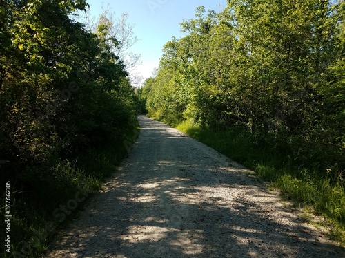 trail or path with rabbit and trees with green leaves