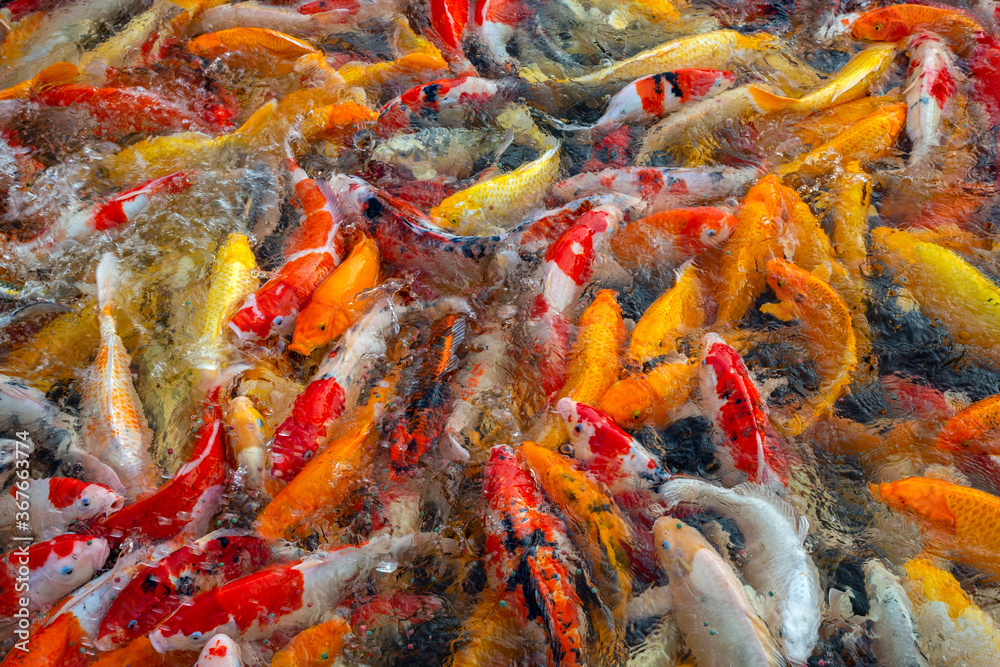 Colorful koi fish in the pond. Colorful koi fish in the pond.