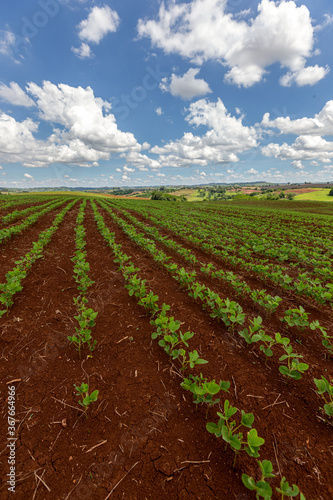 Rows of young soy plants in a field on a blurred background
