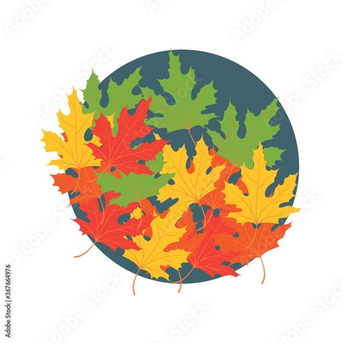 autumn maple leaves