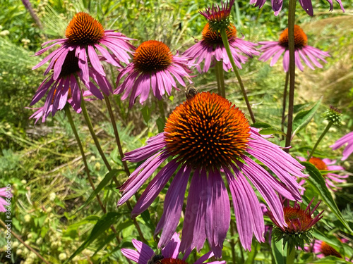 Eastern purple coneflower (Echinacea purpurea), Hedgehog coneflower, Purpurroter Scheinsonnenhut oder Roter Scheinsonnenhut ili Purpurna ehinaceja photo