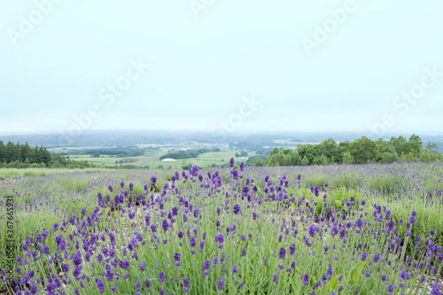 ラベンダー畑からの風景 © pepmint
