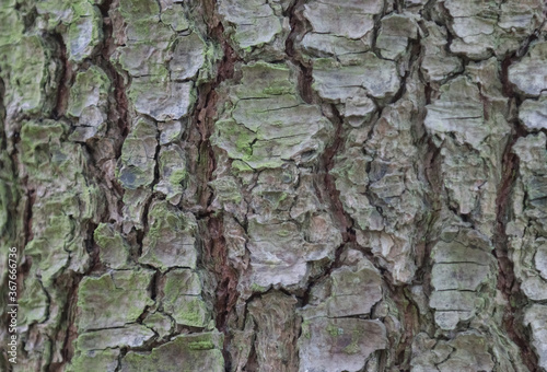 Fototapeta Naklejka Na Ścianę i Meble -  Pine tree bark, background.