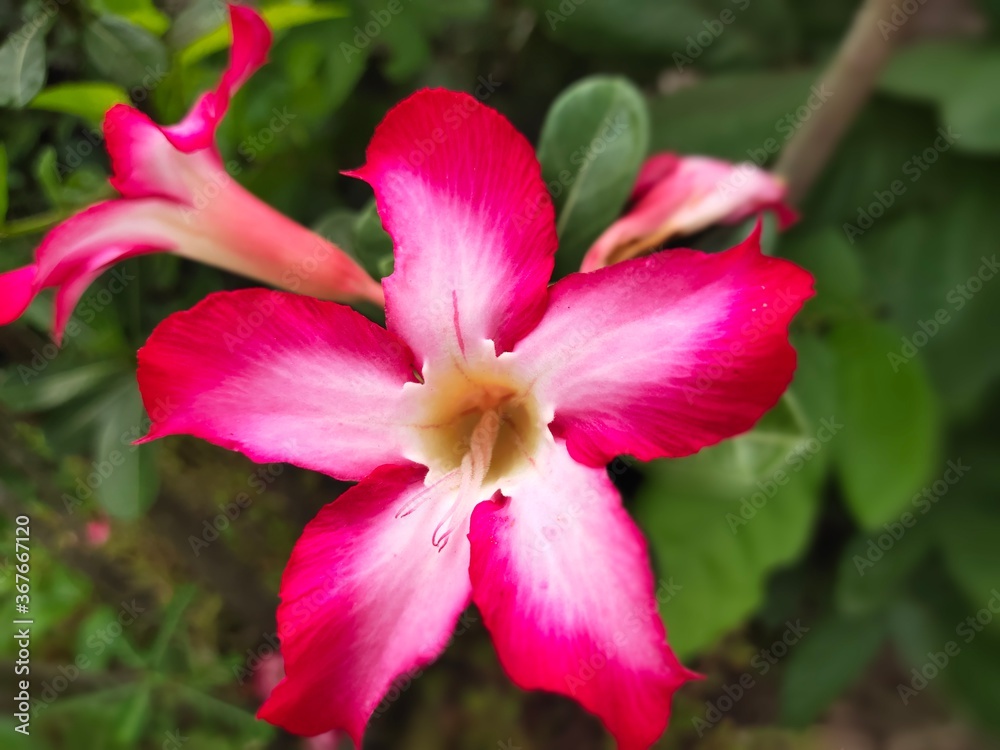 Pink Desert rose flower (Other names are desert rose, Mock Azalea, Pink Bignonia, Impala lily, Adenium obesum, Chuanchom) on bamboo table selective focus Pink Desert rose flower (Other names are desert rose, Mock Azalea, Pink Bignonia, Impala lily, Adenium obesum, Chuanchom) on bamboo table selective focus