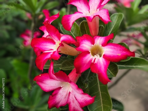 Pink Desert rose flower (Other names are desert rose, Mock Azalea, Pink Bignonia, Impala lily, Adenium obesum, Chuanchom) on bamboo table selective focus
