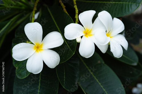 White plumeria flowers in full bloom Tropical flower