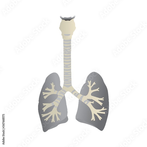 Carta da parati human lungs