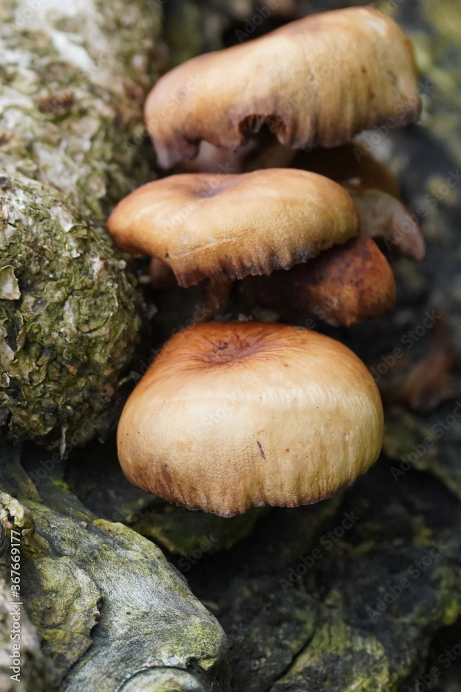 mushrooms in the forest mushrooms in the forest