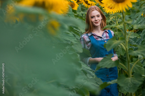 Young, adorable, red haired, female farmer standing in the middle of a beautiful green and golden sunflower field.
