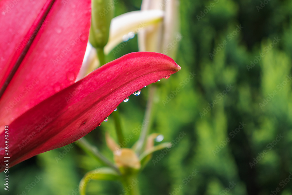 Obraz premium Beautiful flowers of red lily in the garden against the background of a green lawn