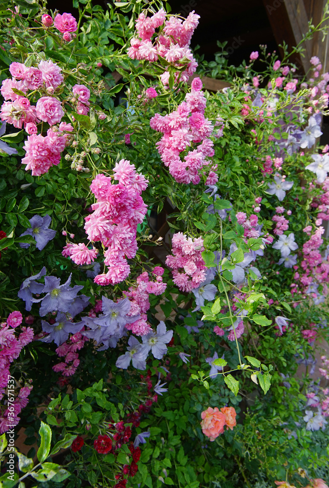 Obraz premium Roses and clematis on the pergola covering the terrace of a country house