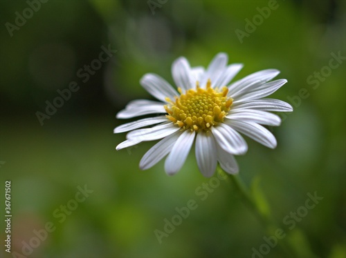 Closeup white petals of common daisy flower plants in garden with bright green blurred background ,macro image ,soft focus ,sweet color for card design