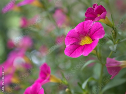 Closeup pink petals of petunia flowers plants in garden with green blurred background  sweet color for card design  macro image  soft focus