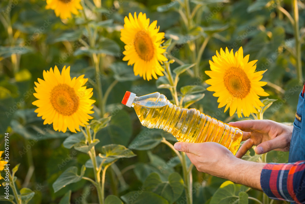 Fototapeta premium Close up view of a young farmer's hands while he is holding a sunflower oil bottle and standing in the middle of a sunflower field.