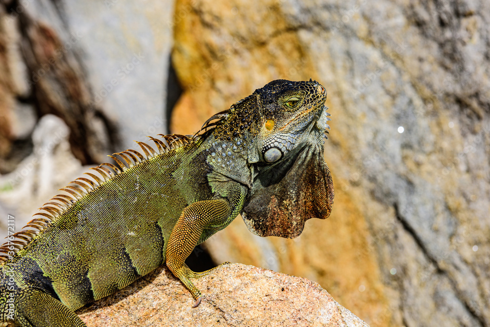 Fototapeta premium Iguanas warming in the sun on volcanic rocks.