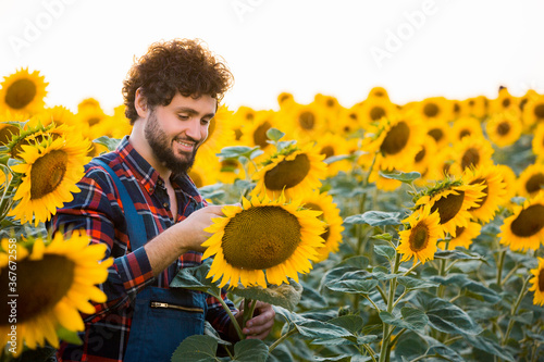 Young farmer standing in the middle of a golden sunflower field smiling, examining a sunflower during a sunny, beautiful day.