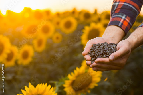 Close up view of a young farmer's hands while he is holding a bunch of sunflower seeds and standing in the middle of a sunflower field, during a majestic sunrise.