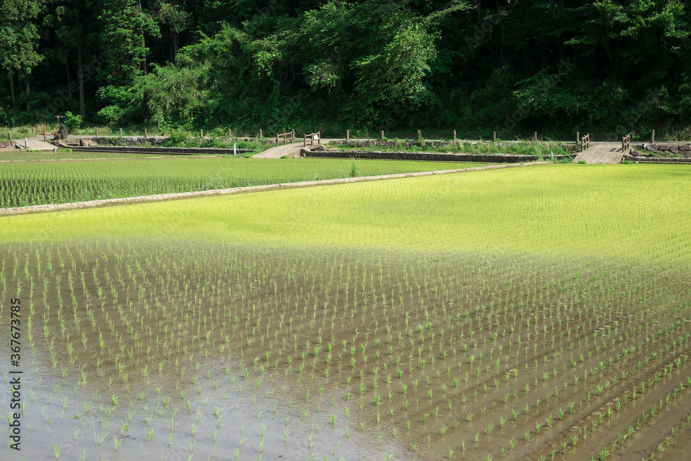 Obraz premium 水田