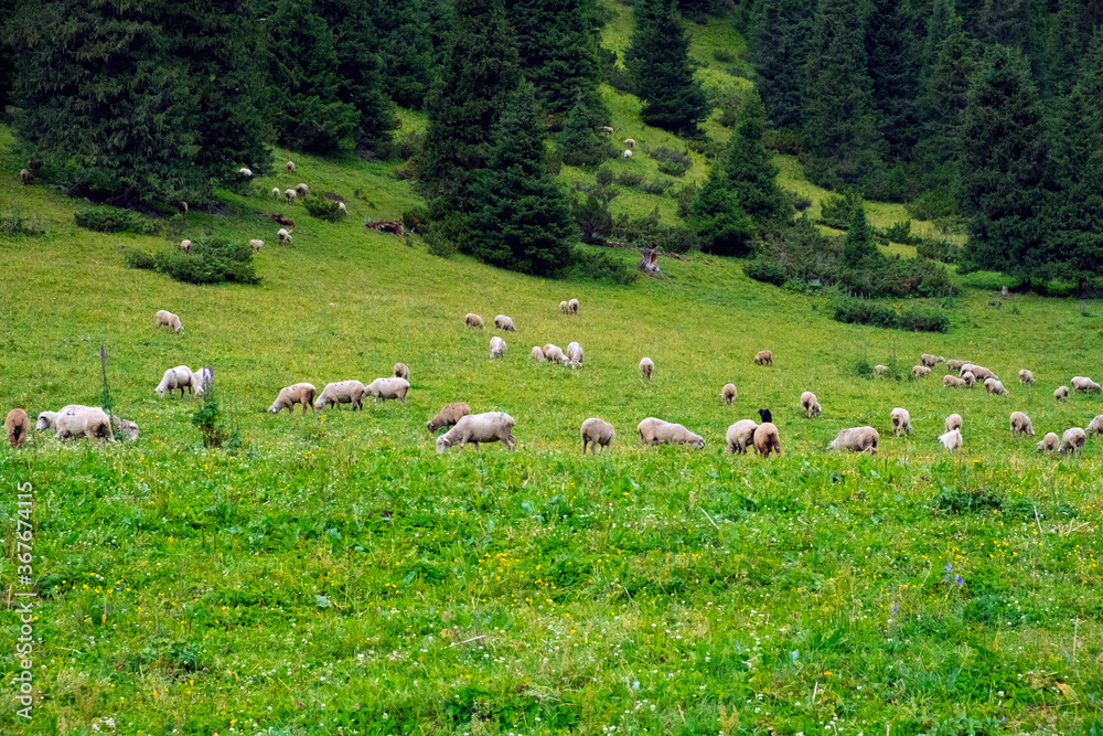 Sheeps are grazing on green alpine meadow in mountains. Mountain hill valley landscape. Domestic animals. Mountain green valley landscape. Spring farm field landscape.