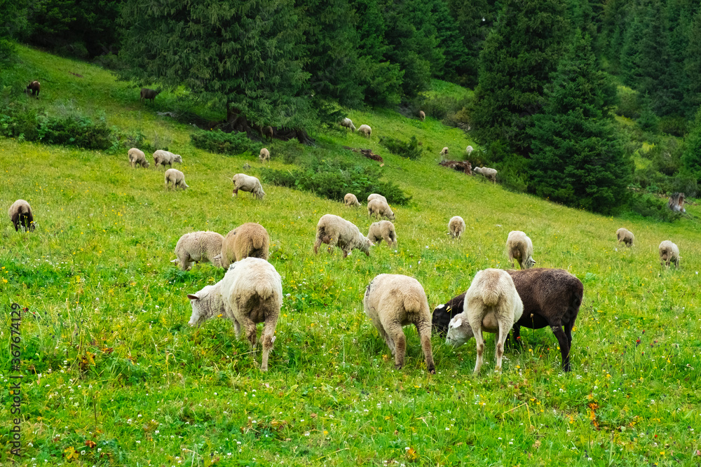 Sheeps are grazing on green alpine meadow in mountains. Mountain hill valley landscape. Domestic animals. Mountain green valley landscape. Spring farm field landscape.