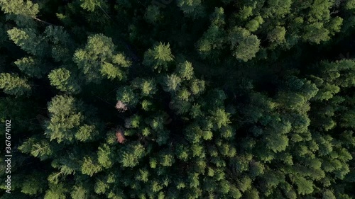 Bigfork pine forest landscape, Montana, United States, aerial bird's eye view photo