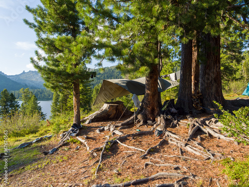 Tourist camp between the cedars. Sunny summer day in the coniferous forest