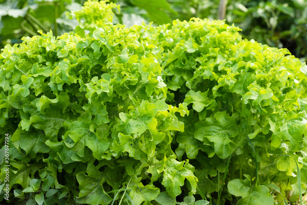 Lettuce leaves on the garden bed background. Lettuce leaves on the garden bed background.