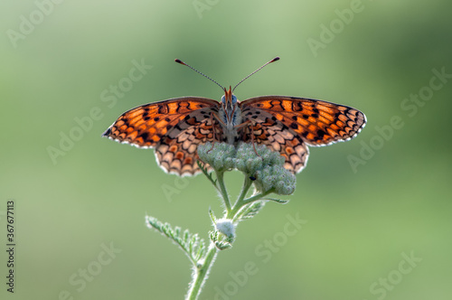 Orange Butterfly Melita spread its wings on a summer morning in a meadow © NATALYA