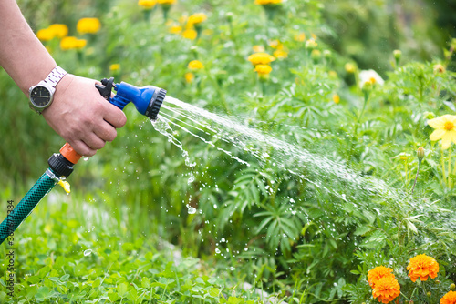Gardener is watering a garden bed by a water sprinkler close up. © Natali