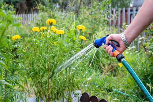 Gardener is watering a garden bed by a water sprinkler close up.