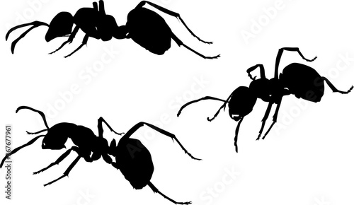 isolated three black ants silhouettes