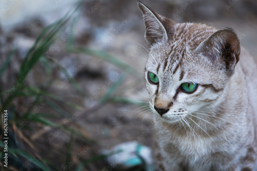 Portrait of a brown, white and green-eyed cat.