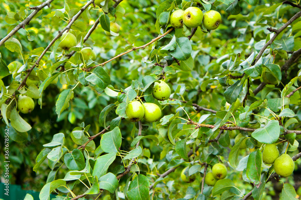 Branch with green fruits of wild pear in the garden