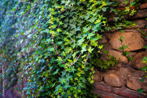 Fototapeta Naklejka Na Ścianę i Meble -  Close shot of the ivy leaves on the wall 