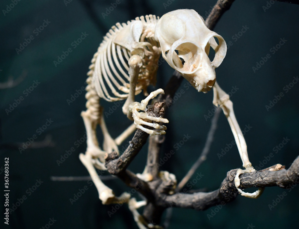 Fototapeta premium a pygmy slow loris