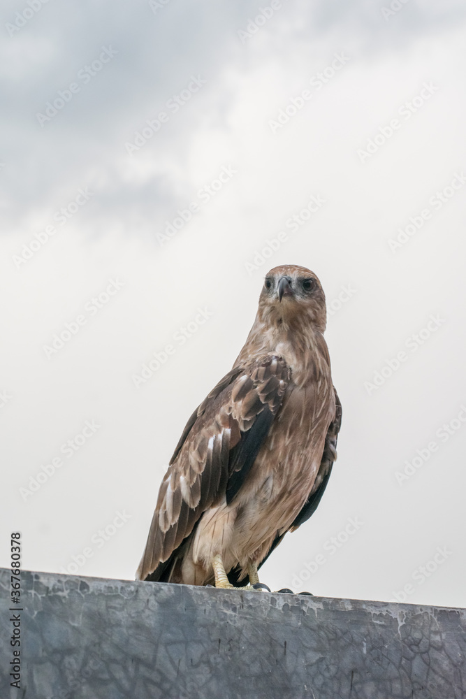 Falcon is perching on a ground Falcon is perching on a ground