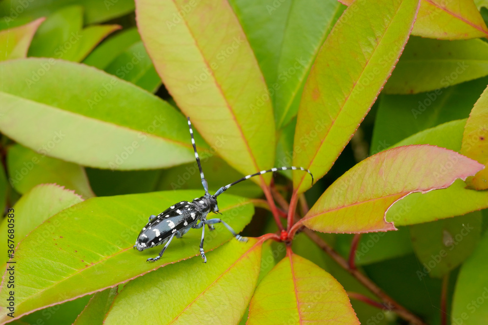 Fototapeta premium カミキリムシ