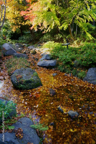 水底にカラフルな楓の落ち葉が一杯の秋の小川