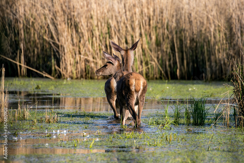 Fototapeta Naklejka Na Ścianę i Meble -  Dwa piękne jelenie Cervus elaphus elaphus stoją w wodzie, para jeleni, rodzina jeleni w ostoja zwierzyny w rezerwacie przyrody