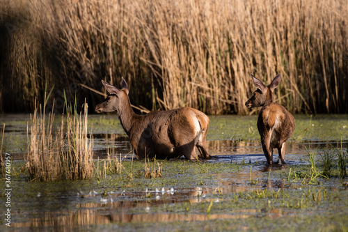 Fototapeta Naklejka Na Ścianę i Meble -  Jelenie szlachetne Cervus elaphus elaphus na spacerze