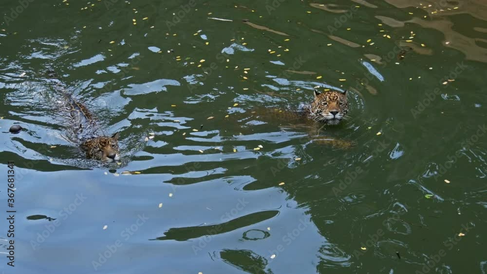 4k video of Two jaguar playing and swimming in pond 4k video of Two jaguar playing and swimming in pond