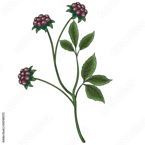 Arctic Bramble, isolated object on white background, vector illustration,