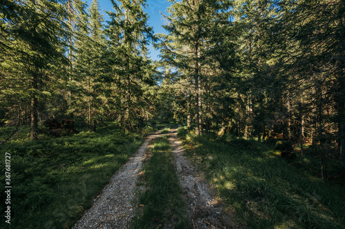 A train traveling down train tracks near a forest