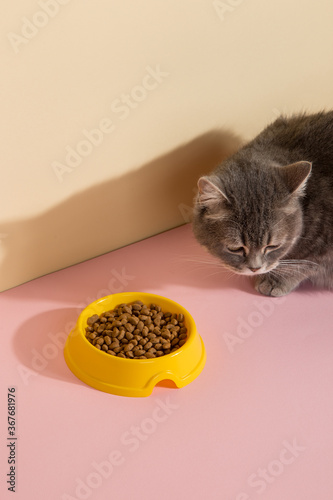 Grey cat and a bowl of food, on colored silk pink background. The concept of food for pets. Copy space.