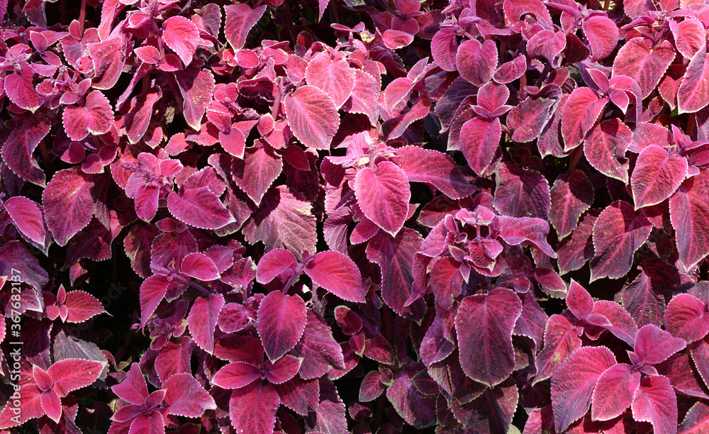 Coleus flower in autumn Coleus flower in autumn