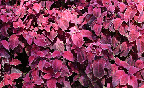 Coleus flower in autumn