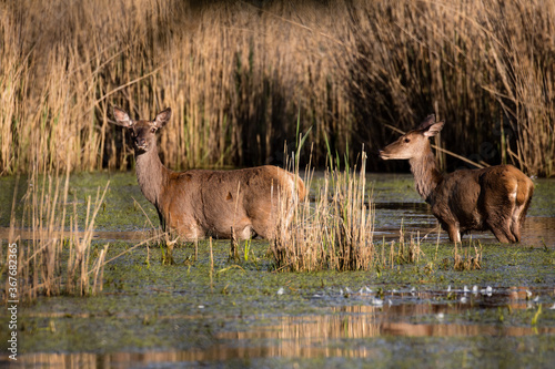 Fototapeta Naklejka Na Ścianę i Meble -  Dwa piękne jelenie Cervus elaphus elaphus stoją w wodzie, para jeleni, rodzina jeleni w ostoja zwierzyny w rezerwacie przyrody