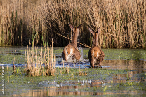 Fototapeta Naklejka Na Ścianę i Meble -  Dwa jelenie Cervus elaphus elaphus biegną po wodzie, para jeleni, rodzina jeleni w ostoja zwierzyny w rezerwacie przyrody